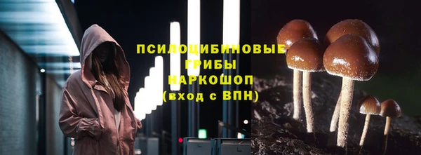хмурый Аркадак