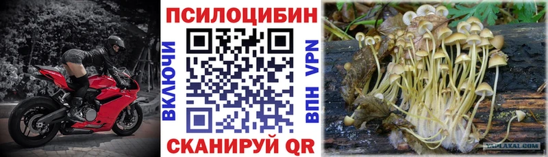 Псилоцибиновые грибы Psilocybine cubensis  Оленегорск 